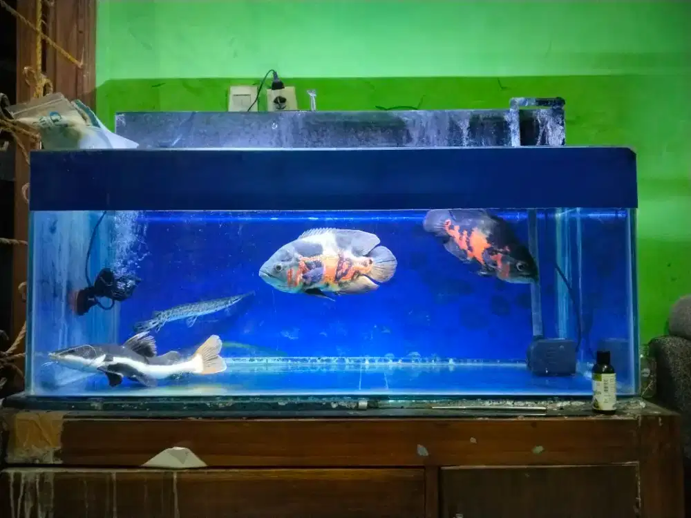 Aquarium Ikan 100 x 50 x 40 cm