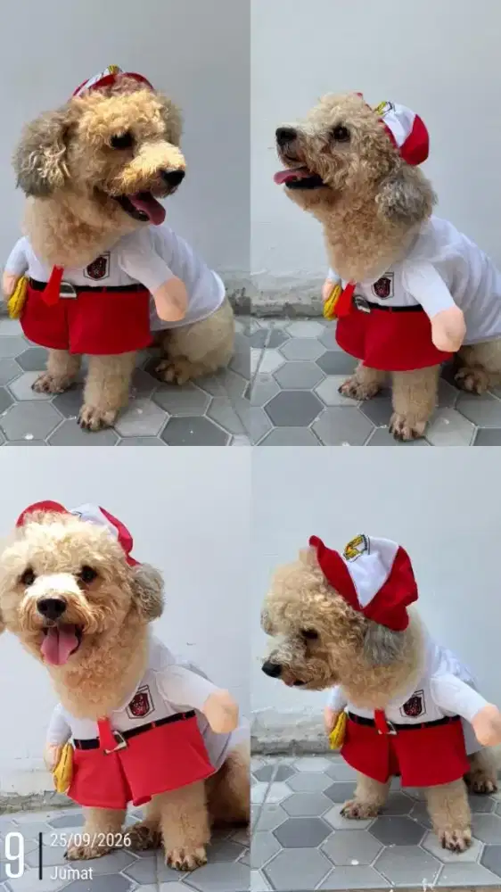 Doggy Adult poodle