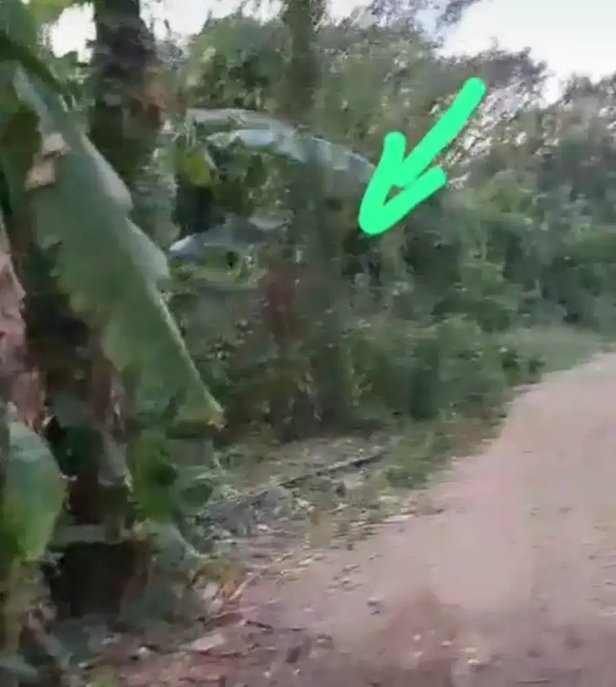Di Jual Tanah Murah Buwit Siap Bangun