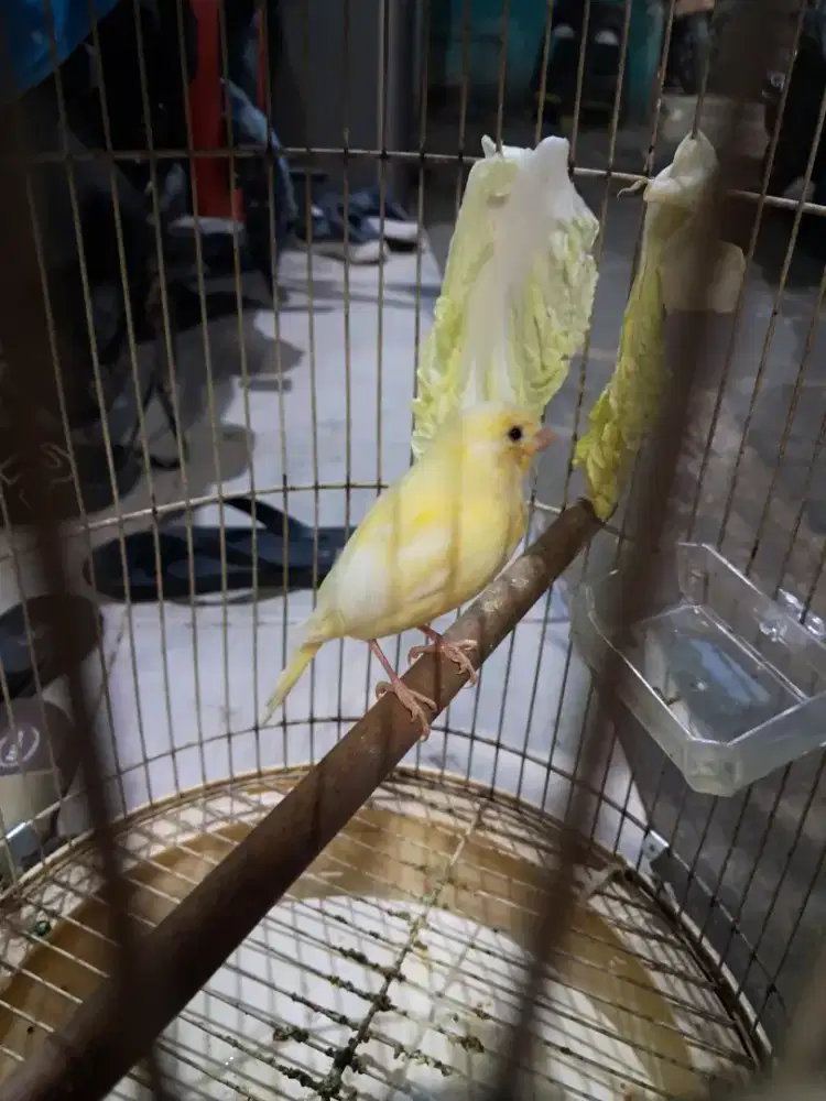 Burung kenari afs medium