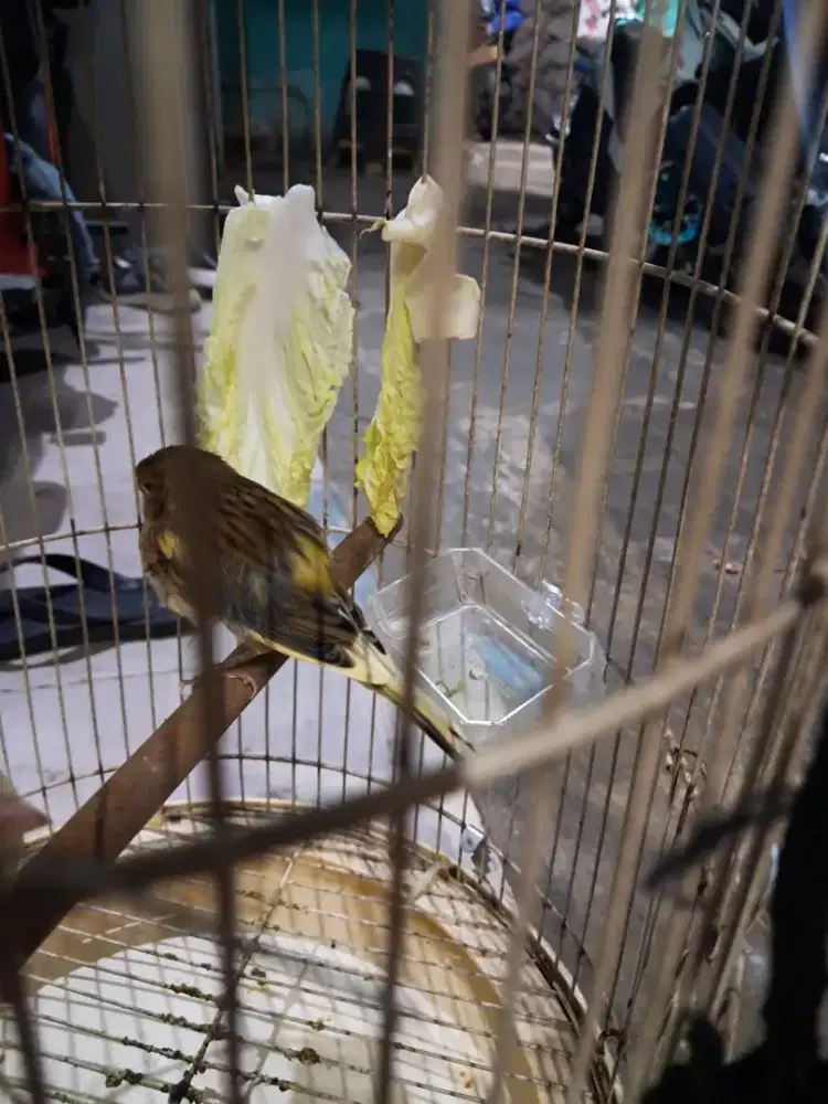Burung kenari afs