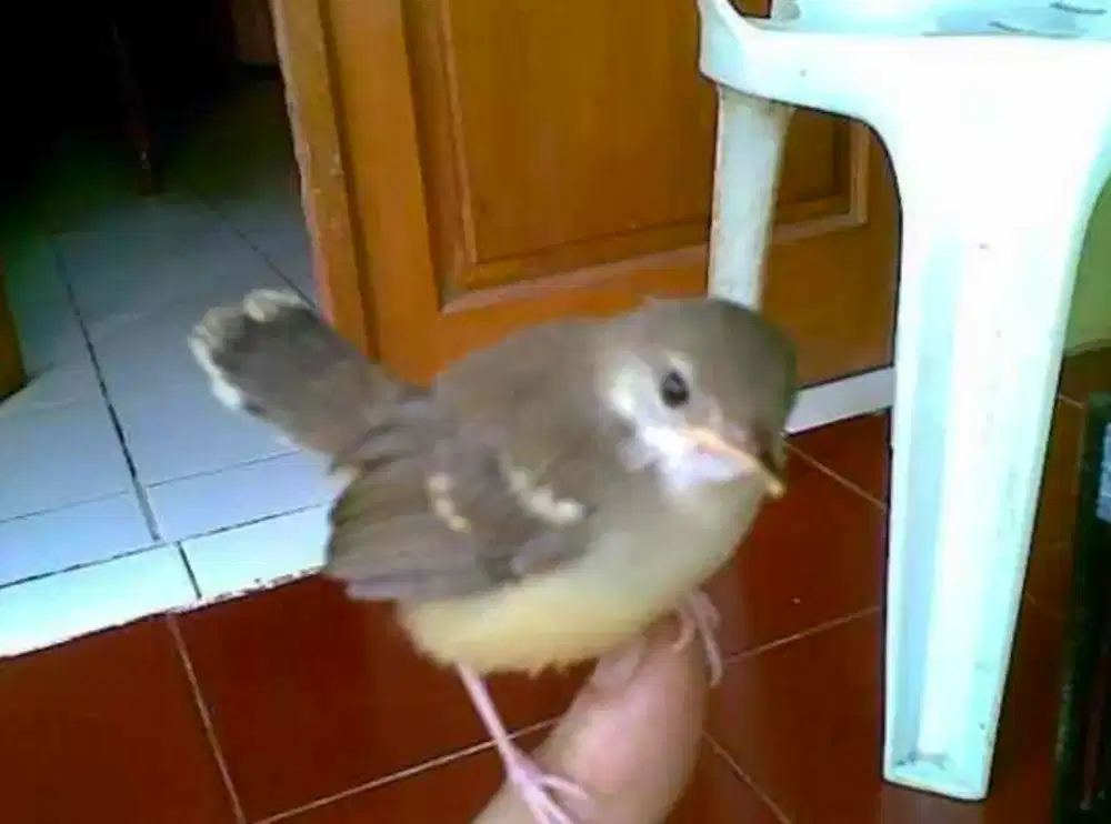 Burung ciblek semi masih anakkan