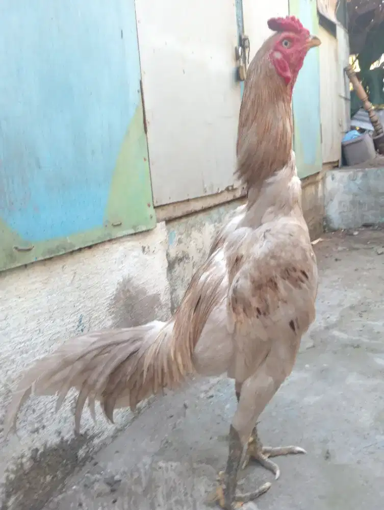 Ayam Bangkok mamgon  ukuran 5+