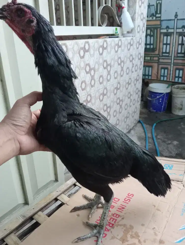 Ayam betina Bangkok kumbang