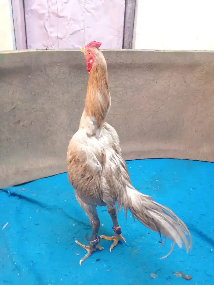 Ayam Bangkok mangon