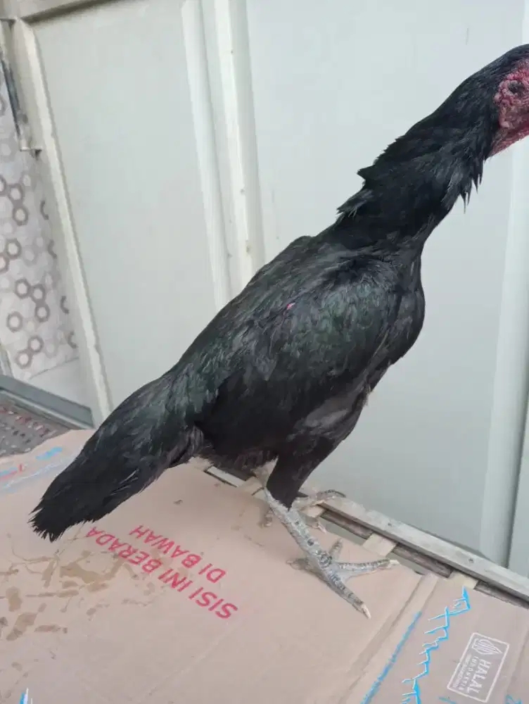 Ayam betina kumbang produk 3x
