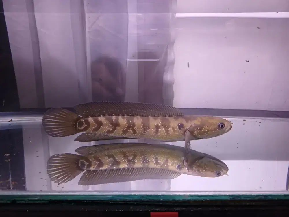 Channa Asiatica 19-20 cm