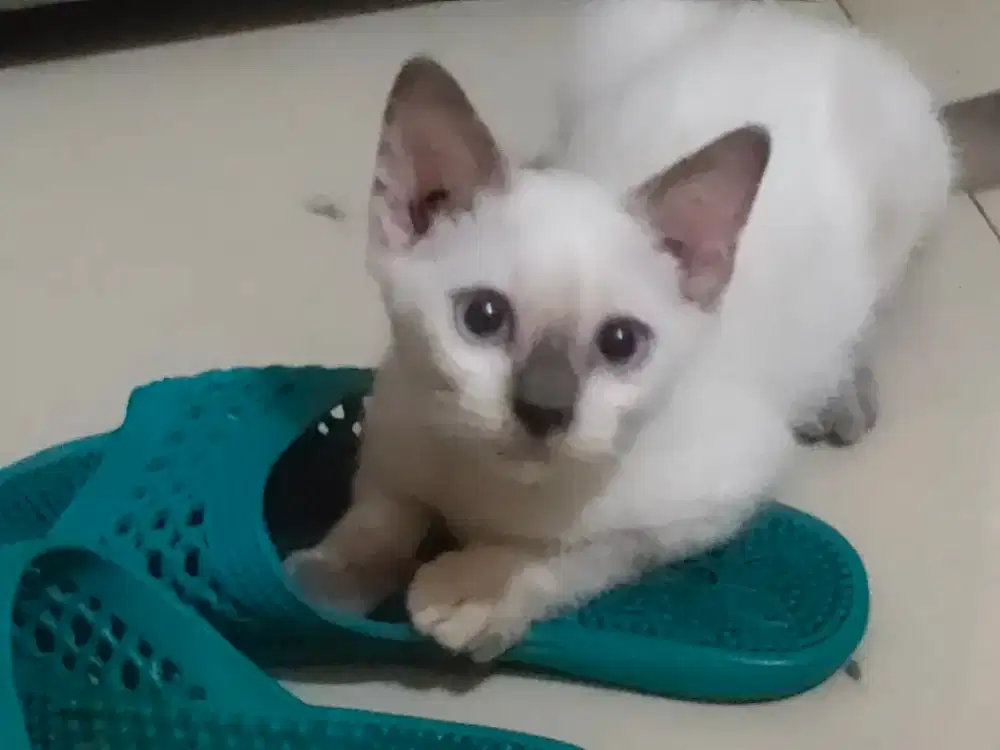 Kucing kitten Himalaya betina