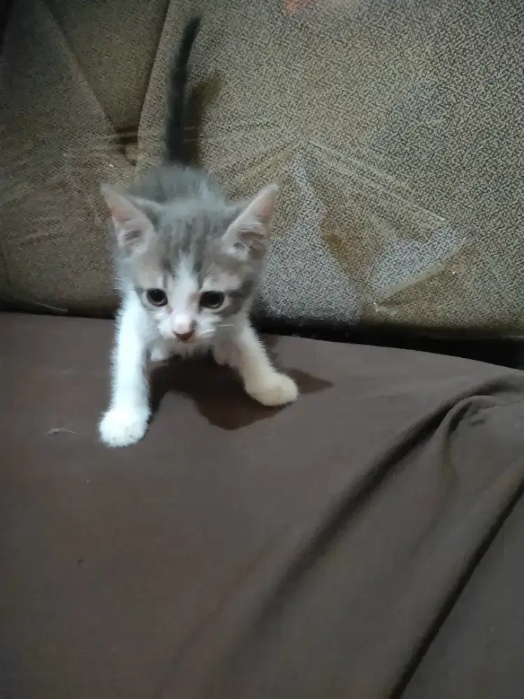 Kucing kitten persia mix bsh