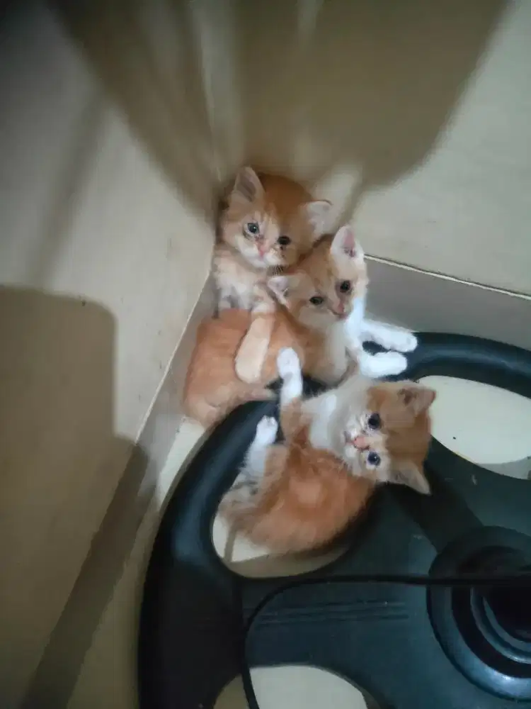 Kucing kitten persia 3 sepaket