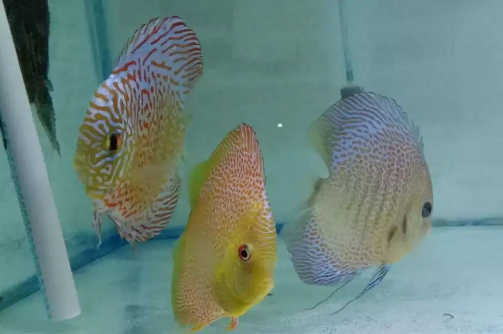 Ikan hias diskus
