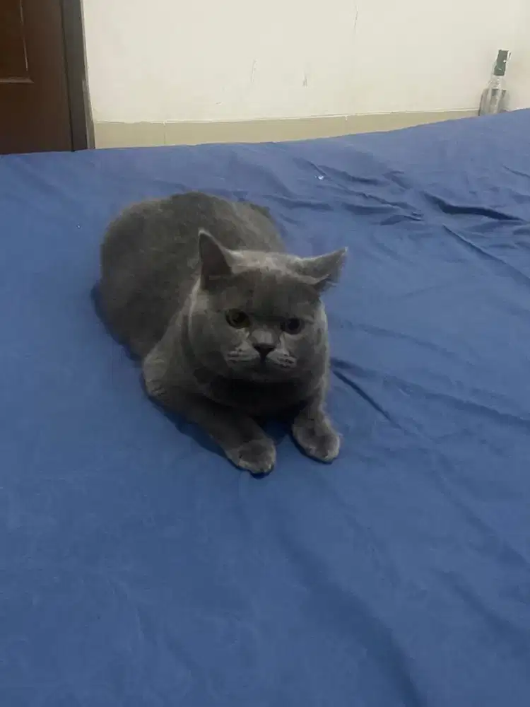 Kucing british shorthair bsh british short hair