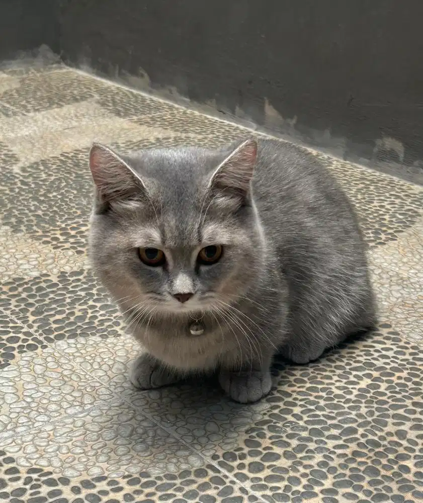 Kucing munchkin bsh british short hair british shorthair munckin