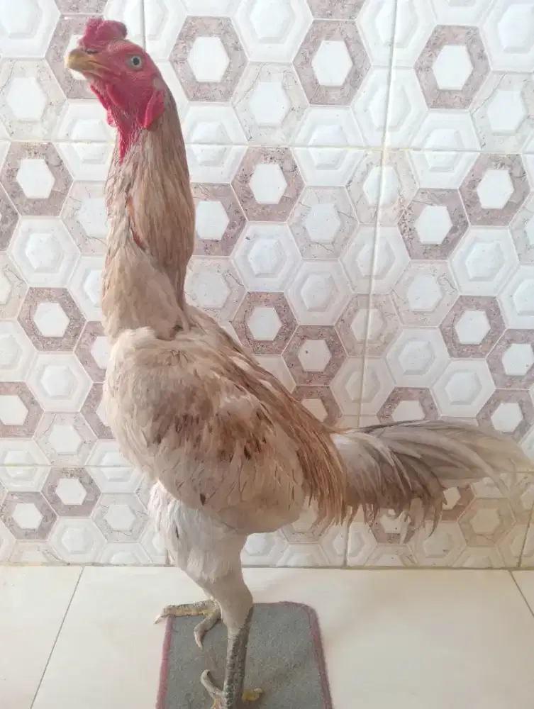Ayam Bangkok mamgon