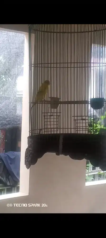 Burung parkit fullset