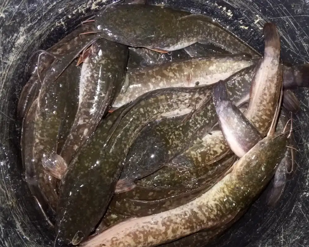 Ikan lele konsumsi