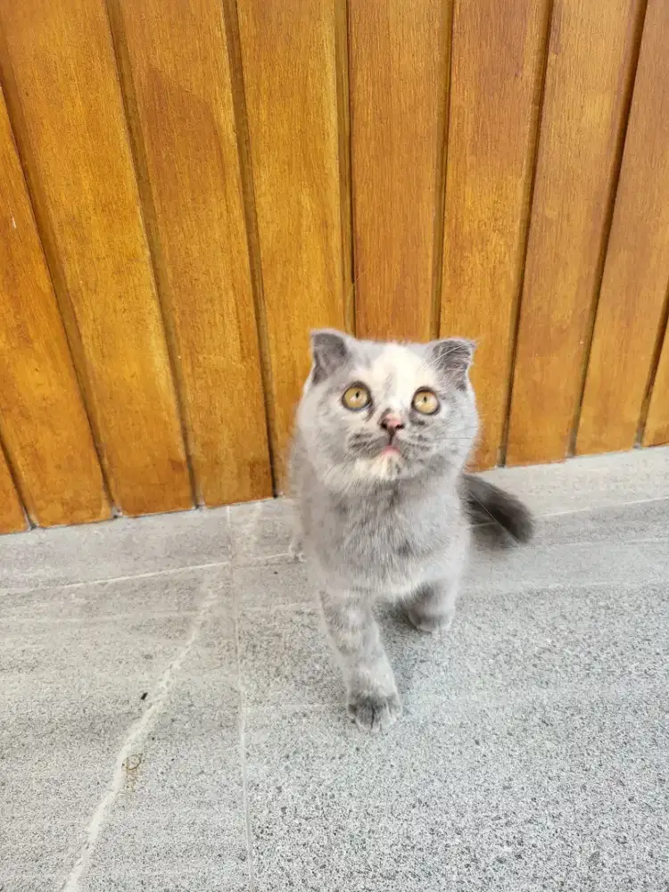 Kitten Scotish Fold / British Shorthair Line PED