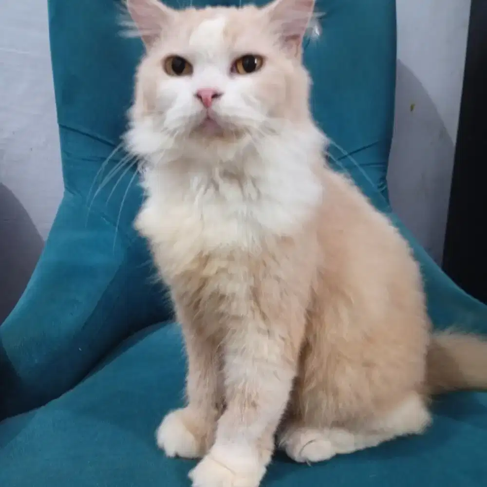 Kucing persia gemoy