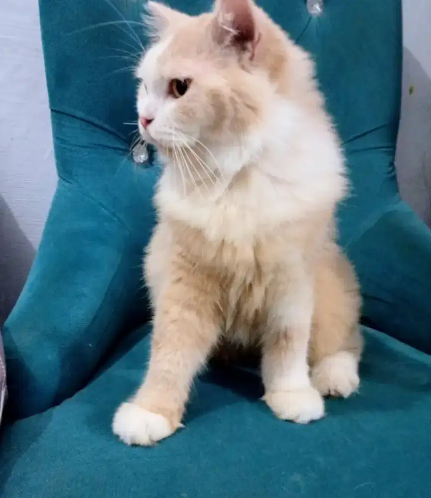 Kucing persia gemoy