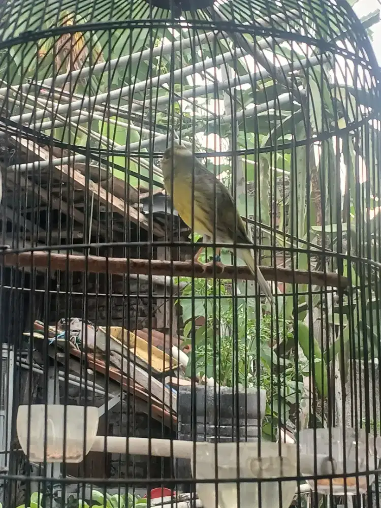 Kenari Gacor Hijau Botol