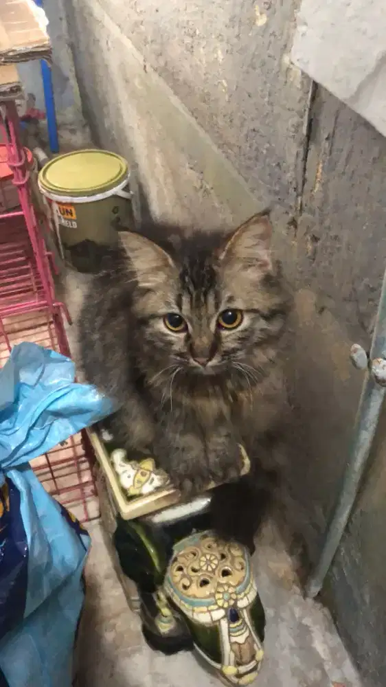 kucing mainecoon x persia