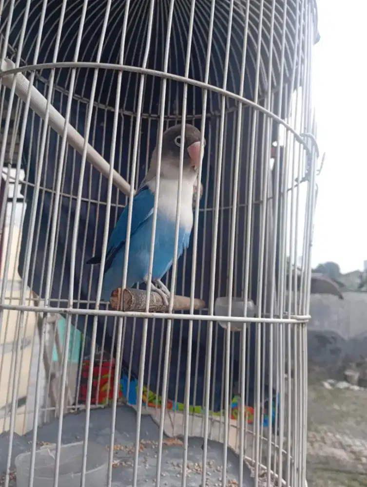 Lovebird mangsi betina tarek