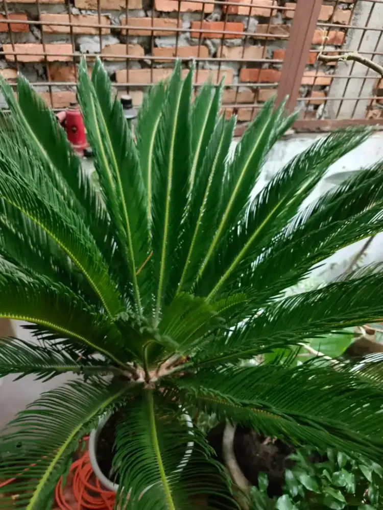 Tanaman sikas cantik