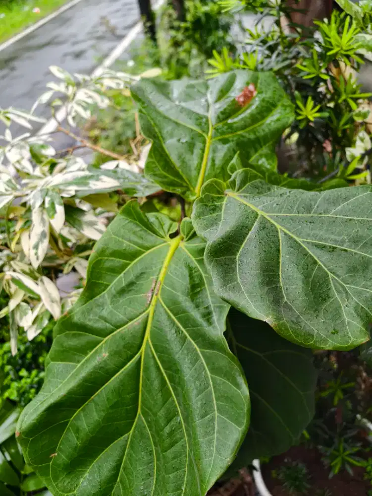 Ketapang biola cantik