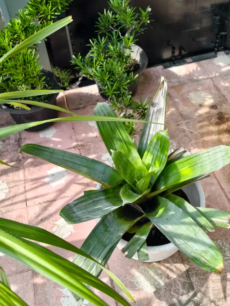 Bromelia giant sama pot
