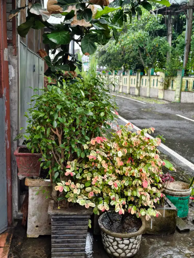 Tanaman snow bush pink