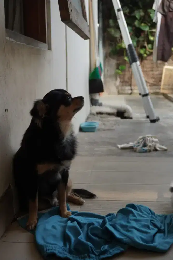 Chihuahua pejantan