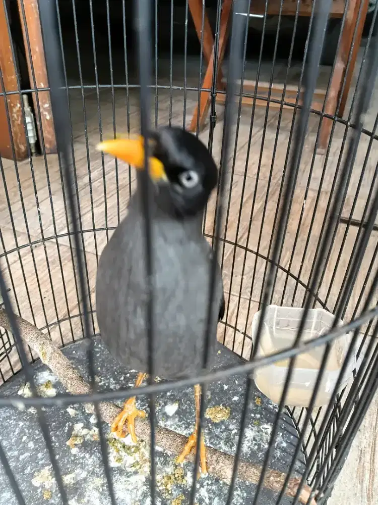 Jalak mata putih