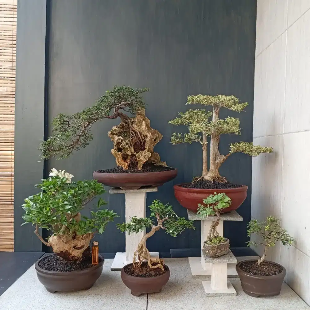 Bonsai cantik ada 6 pohon