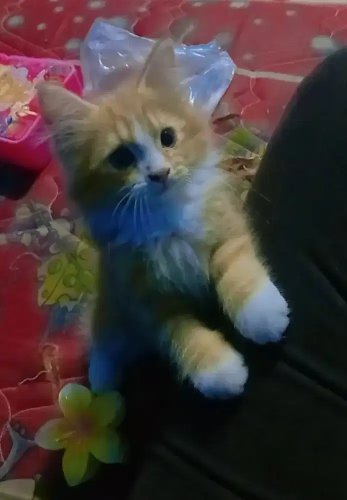 Kucing persia jantan