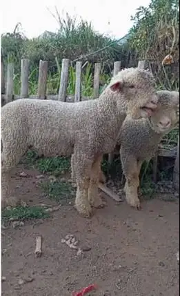 sepasang bibit anakan domba merino super 4 bln 1 jantan 1 betina unik