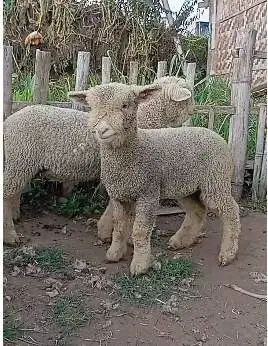 sepasang anakan cempe domba merino super 4 bln exotik boneka hidup top