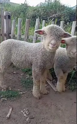 sepasang anakan cempe domba merino super 4 bln exotik boneka hidup top