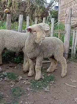 sepasang cempe bibit domba merino 4 bln superan exotik boneka hidup ok