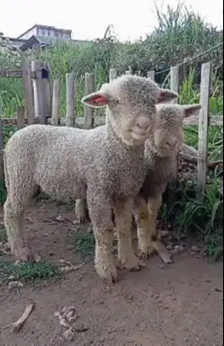 sepasang cempe anakan domba merino superan 4 bln 1 jantan 1 betina top
