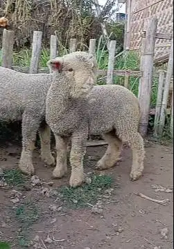sepasang cempe anakan domba merino superan 4 bln 1 jantan 1 betina top