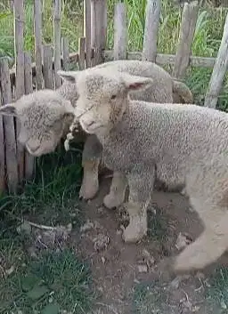 sepasang anakan bibit domba merino superan 4 bln 1 jantan 1 betina top