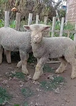 sepasang anakan bibit domba merino superan 4 bln 1 jantan 1 betina top