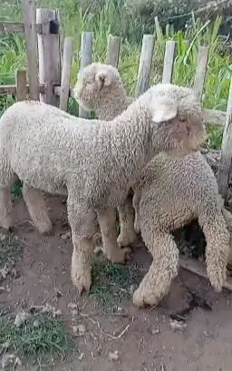 sepasang anakan bibit domba merino super 4 bln lepas sapih exotik unik