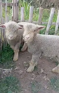 sepasang anakan bibit domba merino super 4 bln lepas sapih exotik unik