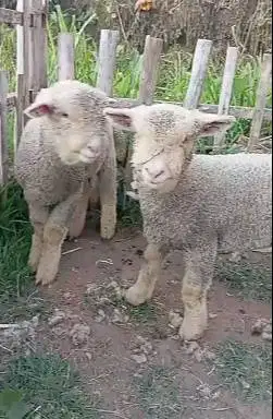 sepasang anakan cempe domba merino superan 4 bln 1 jantan 1 betina top