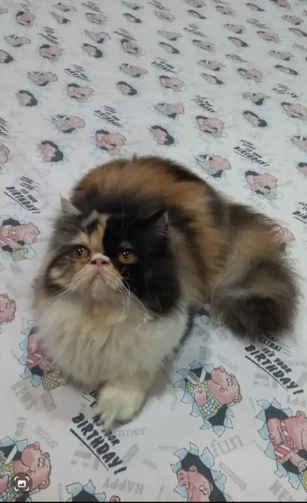 Peaknose betina longhair