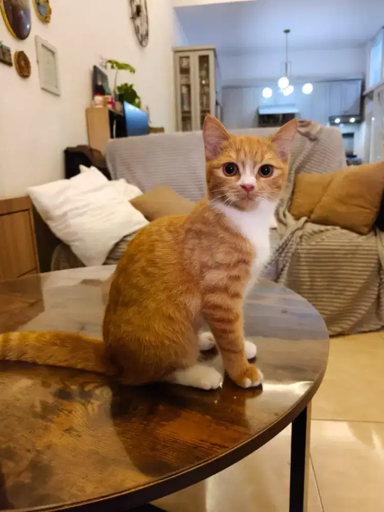 Anak kucing betina BSH x Munchkin