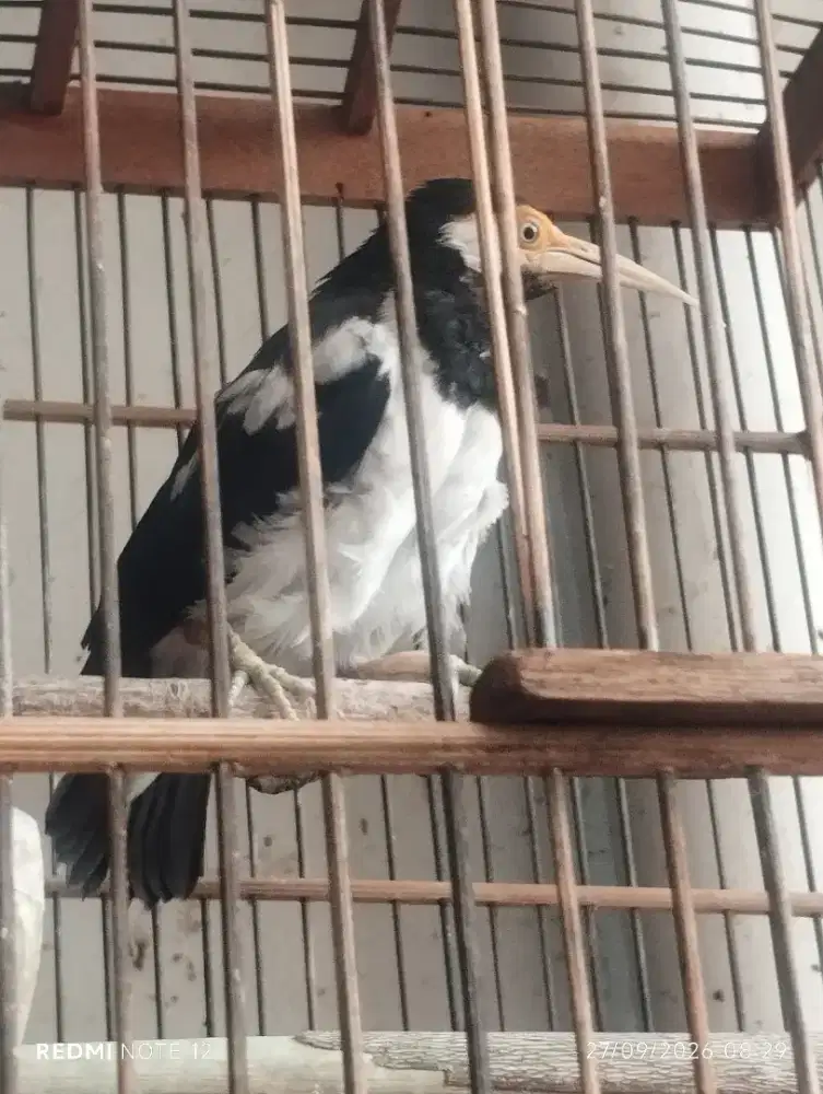 Jalan suren gacor cetekan
