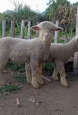 sepasang anakan cempe domba merino superan 4 bln 1 jantan 1 betina top