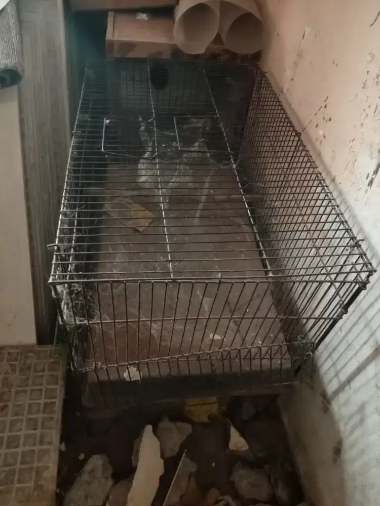 Kramba burung besi
